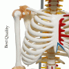 Skeleton model price in Bangladesh