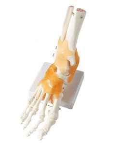 Skeleton Foot Model in BD