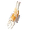 Foot Bone Anatomy Model Price in BD