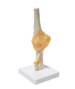 Elbow Joint Anatomy Model 3D Price in BD