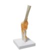 Elbow Joint Anatomy Model Price in BD