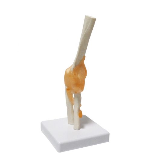 Elbow Joint Anatomy Model Price in BD