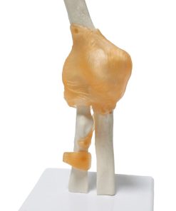 Elbow Joint Anatomy Model 3D in BD