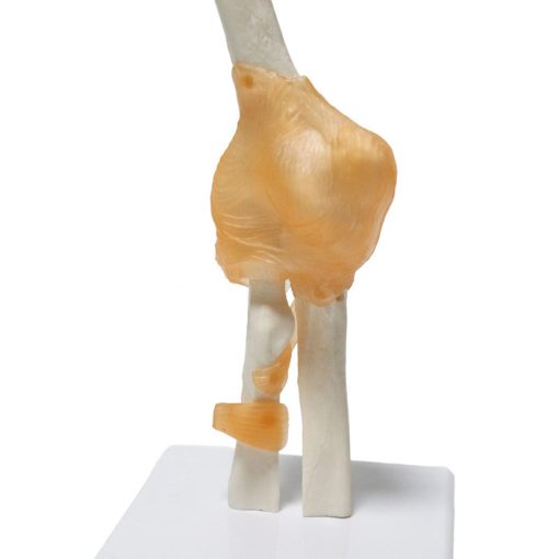 Elbow Joint Anatomy Model 3D in BD