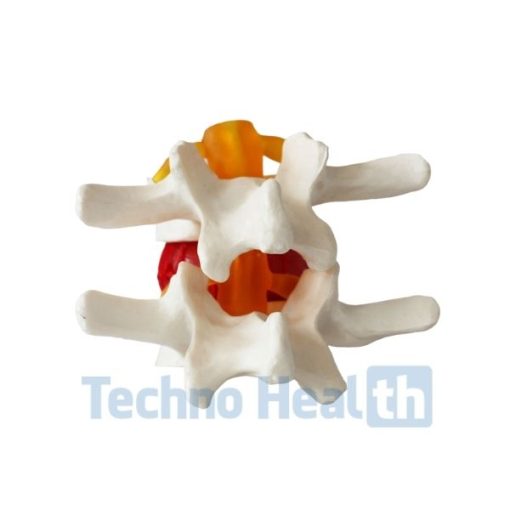 Human cervical lumbar spine vertebral 3d model