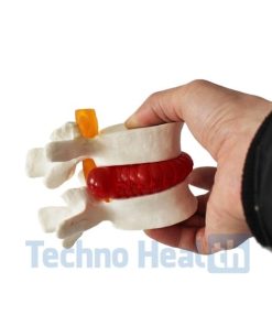 Human cervical lumbar spine vertebral 3d model