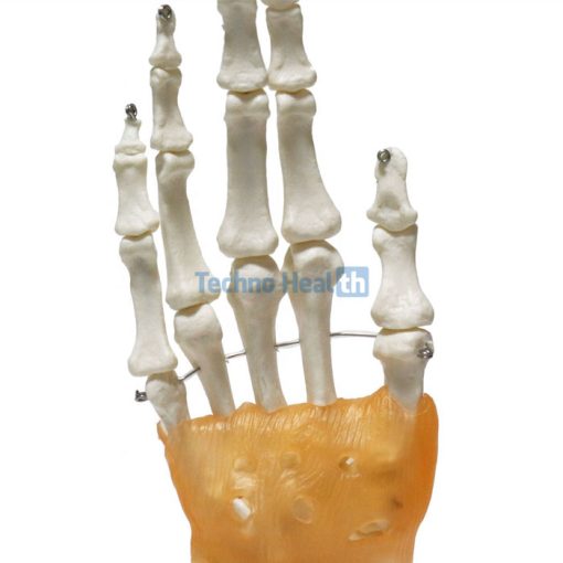 Human Hand Bones 3d Model in BD