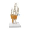 Human Hand Bones 3d Model in BD