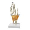 Human Hand Bones 3d Model in BD 4 1