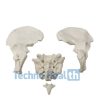 Anatomical Bone models for orthopaedic