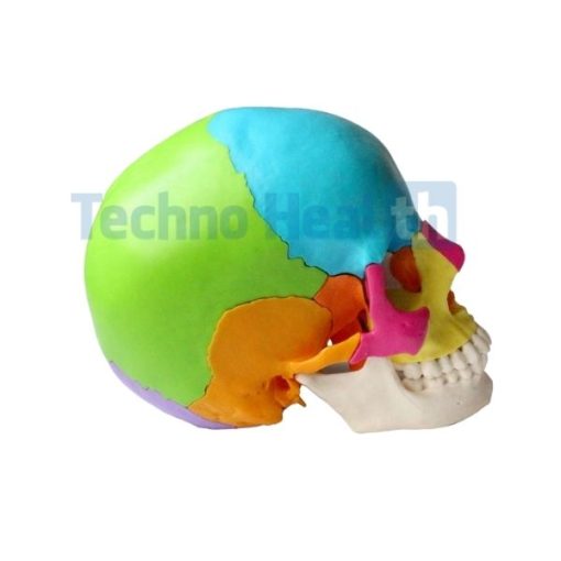 Human skull anatomy interactive 3d model