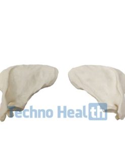 Anatomical Bone models for orthopaedic