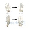 Anatomical Bone models for orthopaedic