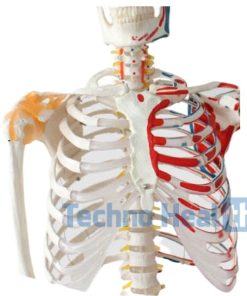 Real skeleton of human body price in BD