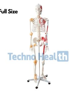 Human skeleton 3d