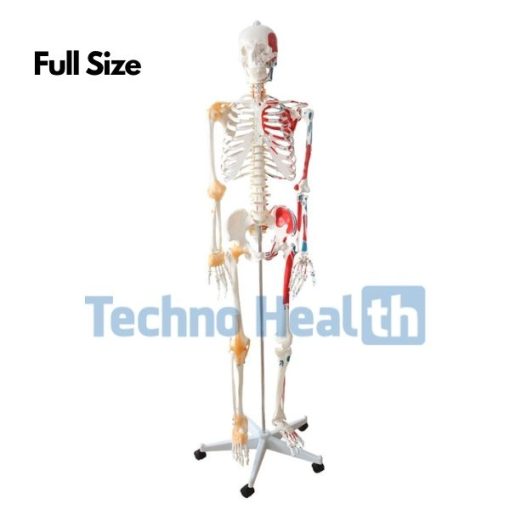Human skeleton 3d