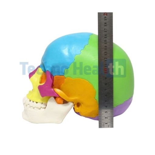 Human skull anatomy interactive 3d model