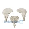 Anatomical Bone models for orthopaedic