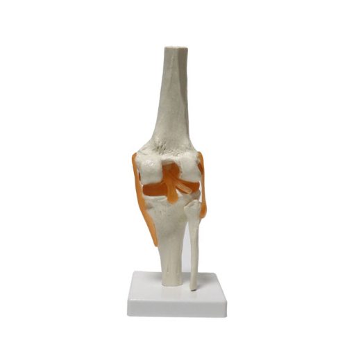 Knee Model with Ligaments Price in BD b2 2 1