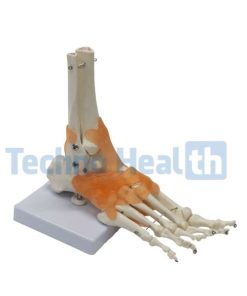 Six Major Human Joints Medical Skeleton Model with ligaments