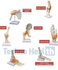 Six Major Human Joints Medical Skeleton Model with ligaments