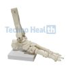 Six Major Human Joints Medical Skeleton Model with ligaments