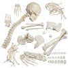 Bone Set Price in Bangladesh