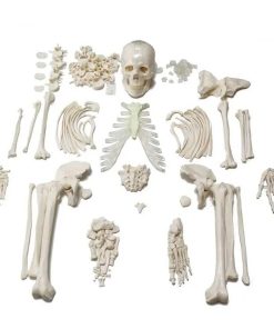 Bone Set Price in Bangladesh
