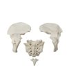 Bone Set Price in Bangladesh