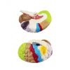 Buy Educational Colored Brain Model in Bangladesh