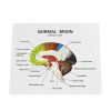 Buy Educational Colored Brain Model in Bangladesh