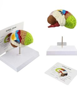 Buy Educational Colored Brain Model in Bangladesh