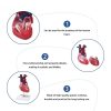 Educational Human Heart 3D Model Price in Bangladesh