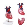 Educational Human Heart 3D Model Price in Bangladesh