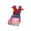 Educational Human Heart 3D Model Price in Bangladesh