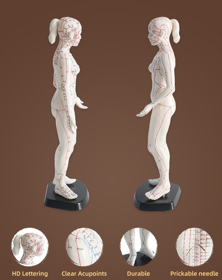 Female Acupuncture Points 3D Model Price in Bangladesh