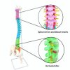 Human Size Anatomy Spine Model in Bangladesh