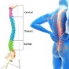 Human Size Anatomy Spine Model in Bangladesh