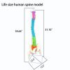 Human Size Anatomy Spine Model in Bangladesh