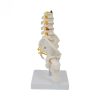 Pelvic Anatomy Model Price in BD