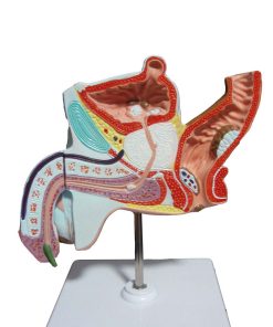Prostate Anatomy Model Price in Bangladesh