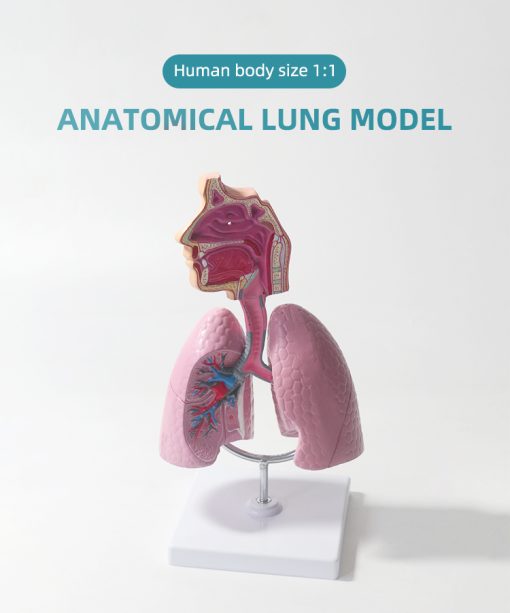 Respiratory System Lung Anatomy Model in BD