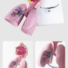 Respiratory System Lung Anatomy Model in BD