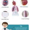 Respiratory System Lung Anatomy Model in BD 3