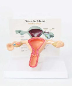 Uterus Model 3D Price in Bangladesh
