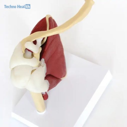 Buy Life Size Shoulder Joint with Muscle Model in Bangladesh