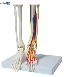 Half Size Skeleton Model with Nerves and Blood Vessels