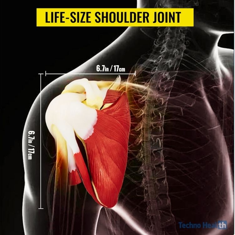 Life-Size Shoulder Joint with Muscle Model