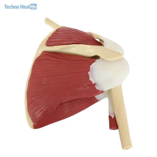 Life Size Shoulder Joint with Muscle Model Price in BD