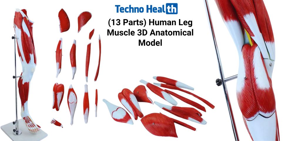 13 Parts Human Leg Muscle 3D Anatomical Model